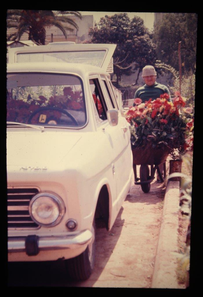 The Shuvs’ third Susita, transporting Gerbera plants, 1972. Photo: Yosef Shuv.