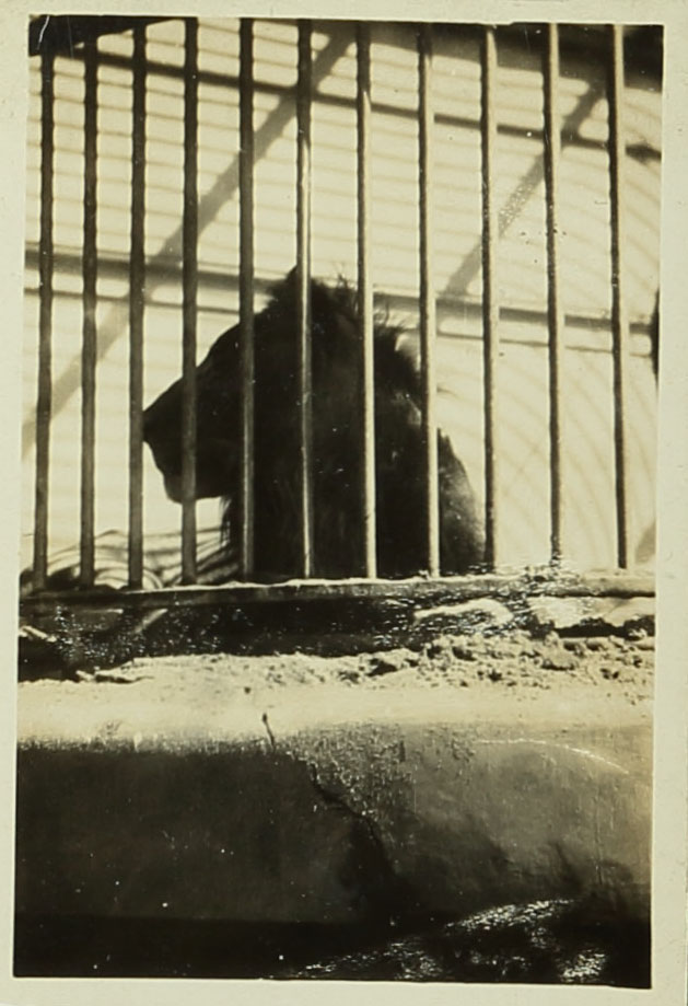 תצלומי אריות בגן החיות בגיזה, ספטמבר 1932. ארכיון אברהם מלניקוב, ARC. 4* 1956 03 38