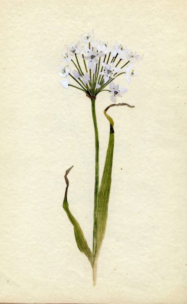 פרח מתוך דפי הציור שהעניקה ברכה אביגד להנרייטה סאלד, נדב מן, ביתמונה. מאוסף ברכה אביגד. מקור האוסף: ביאטריקס ברכה אביגד. האוסף הלאומי לתצלומים על שם משפחת פריצקר, הספרייה הלאומית.